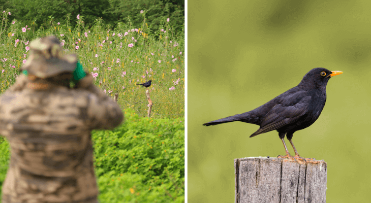 birdwatching